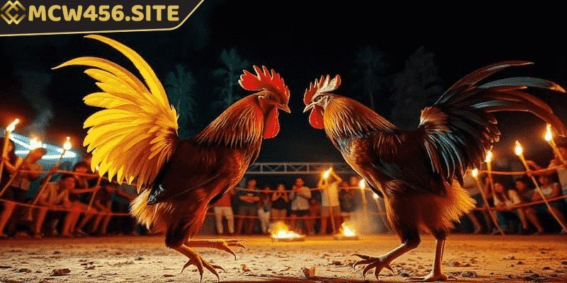 Các kèo cá cược đá gà cơ bản người chơi cần nắm 3 Việc tính toán tiền cược trong đá gà trực tuyến không quá phức tạp
