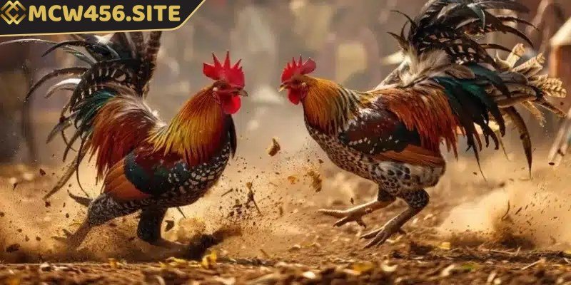 Các kèo cá cược đá gà cơ bản người chơi cần nắm 2 Tỷ lệ cược tại cửa Full Time Draw rất cao, lên đến 88x
