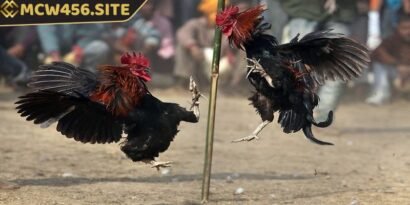 Sới gà Thomo là điểm đến của những người đam mê đá gà